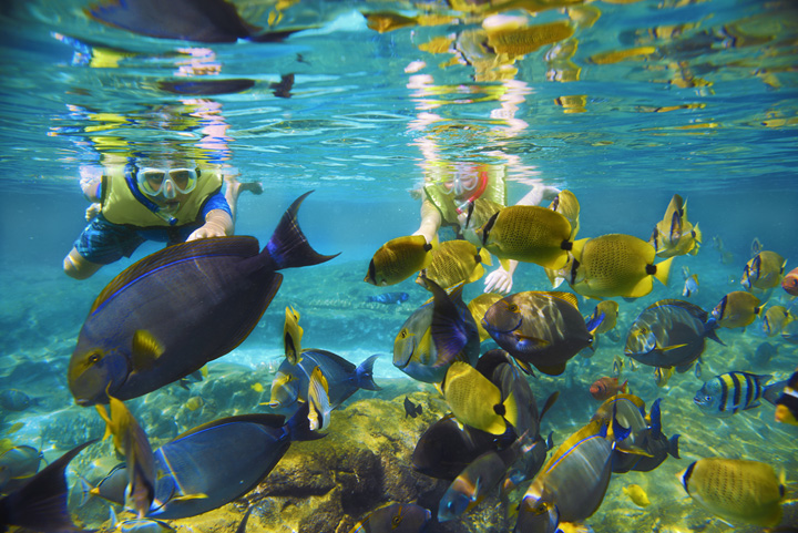 Rainbow Reef Snorkeling